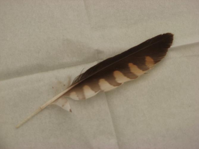 Penna 3